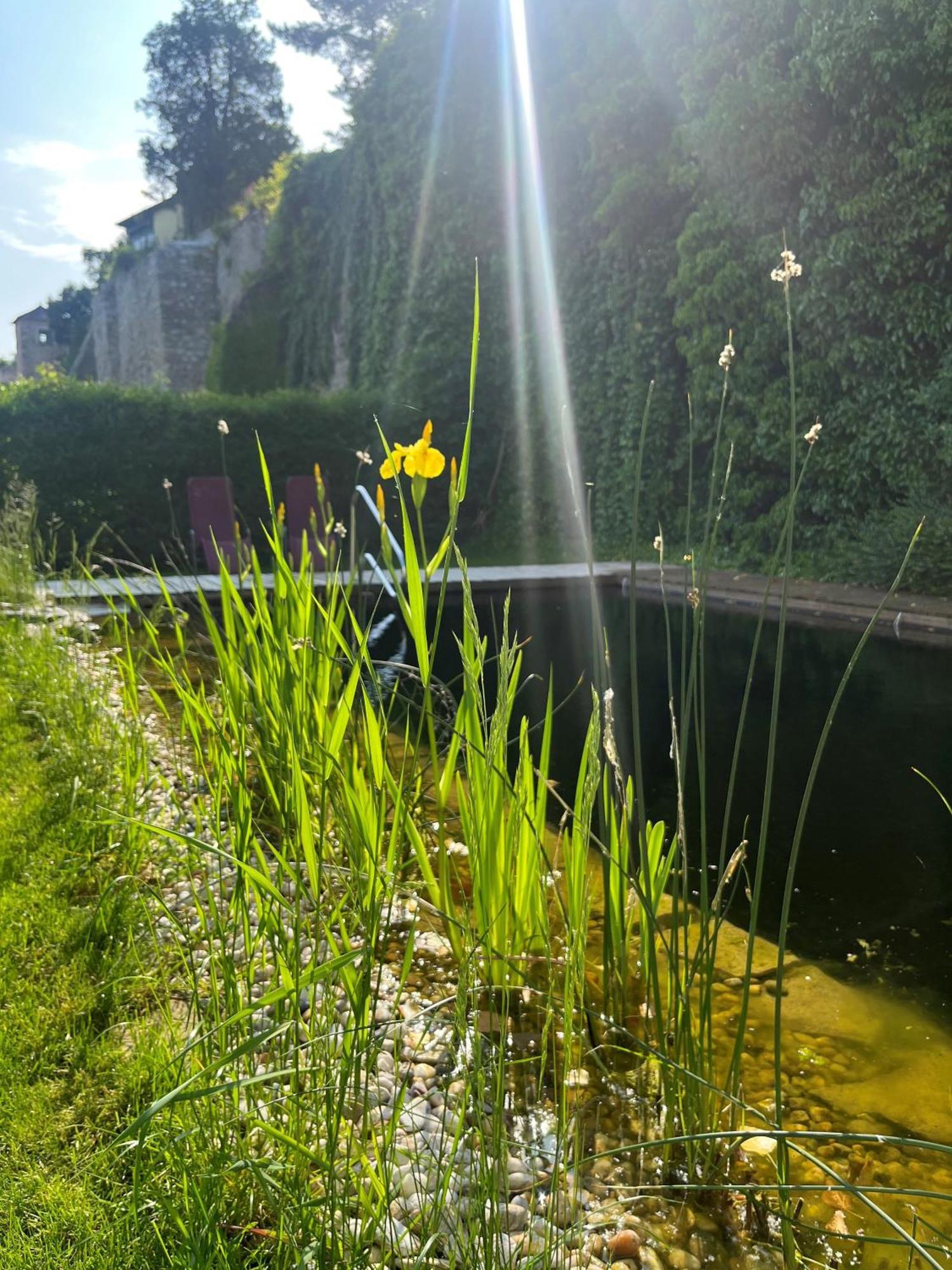 Gasthof Zum Goldenen Anker 多瑙河畔海恩堡 外观 照片